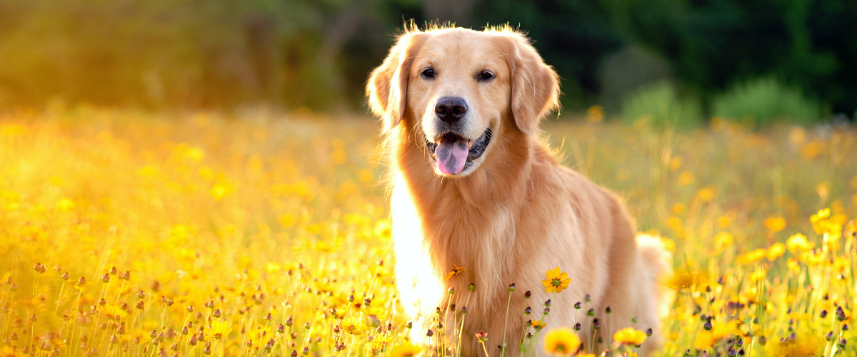 Unleashing Joy: The Story Behind DogJoy.Love