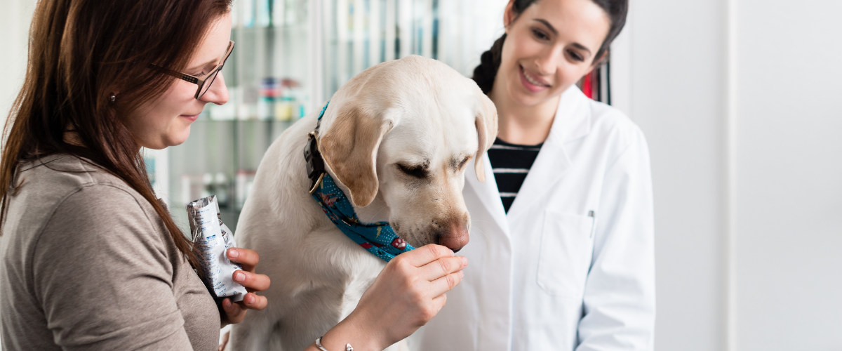 5 Ways to Celebrate National Pet Wellness Month