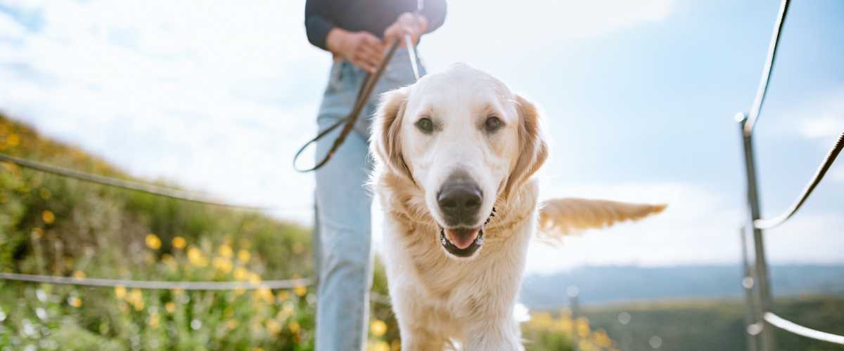 5 Ways to Embrace Responsible Dog Ownership: Nurturing DogJoy.Love